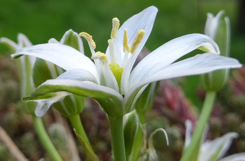 Ornithogalum sp. -Asparagaceae